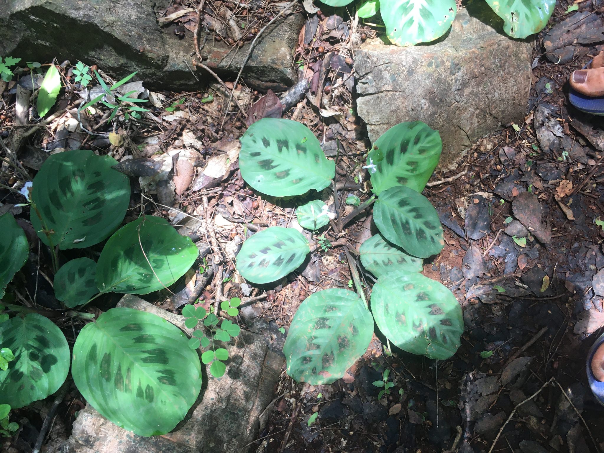 Maranta leuconeura 'Kerchoveana'